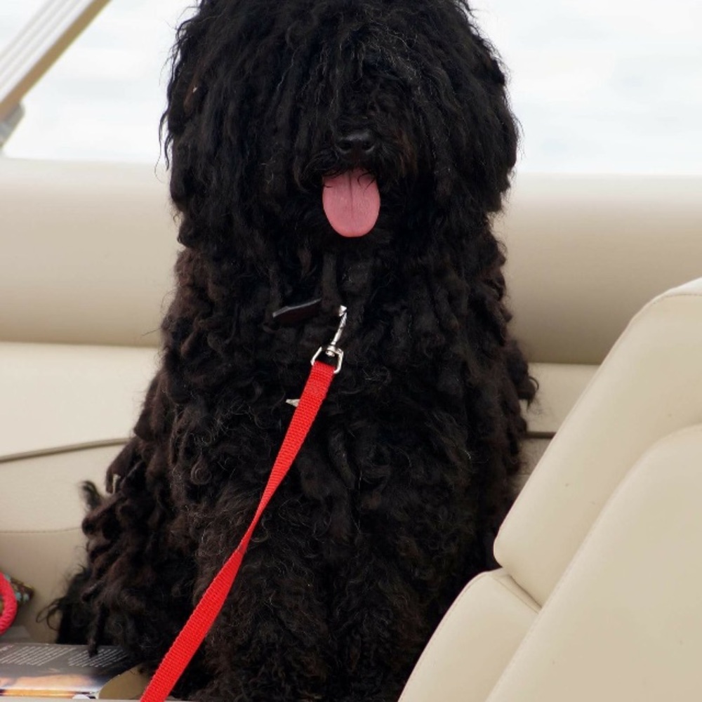 Meet your Posher, Laura